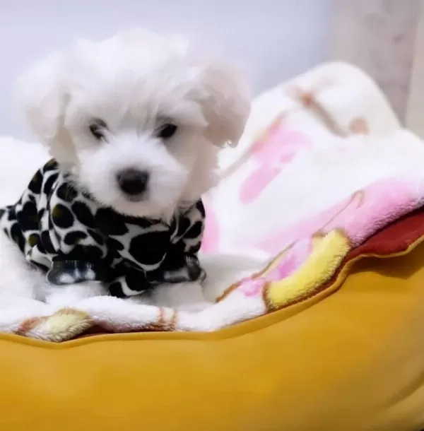 Maltesse Terrier Yavrularımız