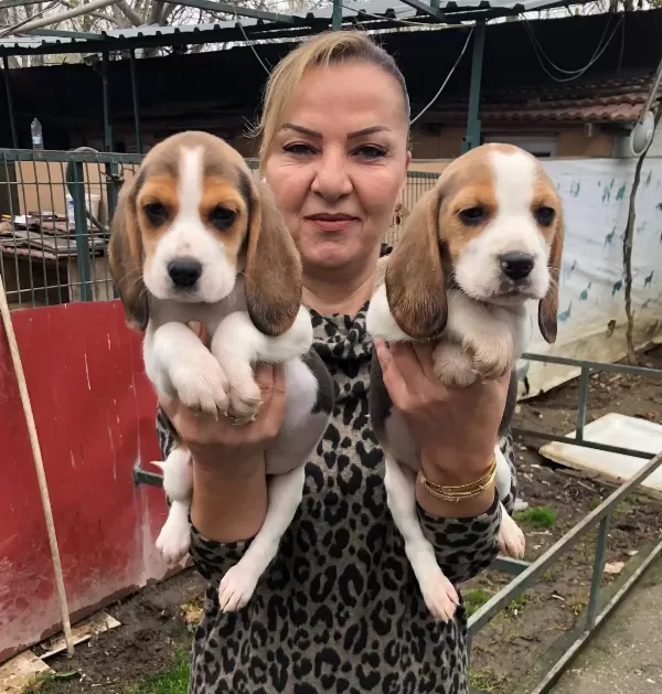 Uc Renk Harika Elizabeth Beagle Yavrularımız