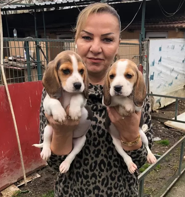 Uc Renk Harika Elizabeth Beagle Yavrularımız