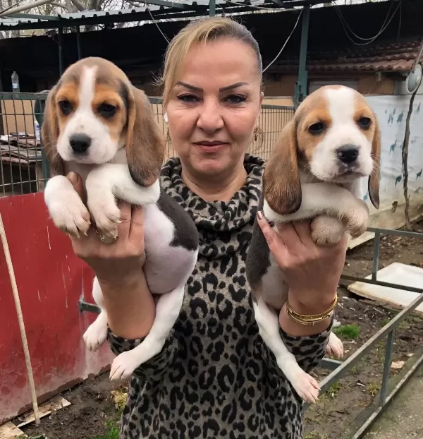 Uc Renk Harika Elizabeth Beagle Yavrularımız