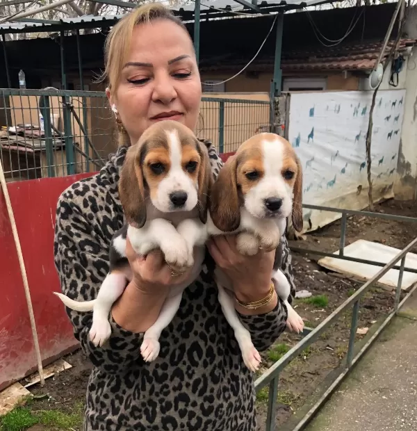 Uc Renk Harika Elizabeth Beagle Yavrularımız