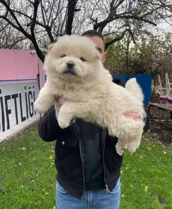 Orjinal Aslan Surat Chow Chow Yavrularımız