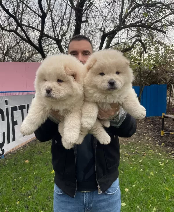Orjinal Aslan Surat Chow Chow Yavrularımız