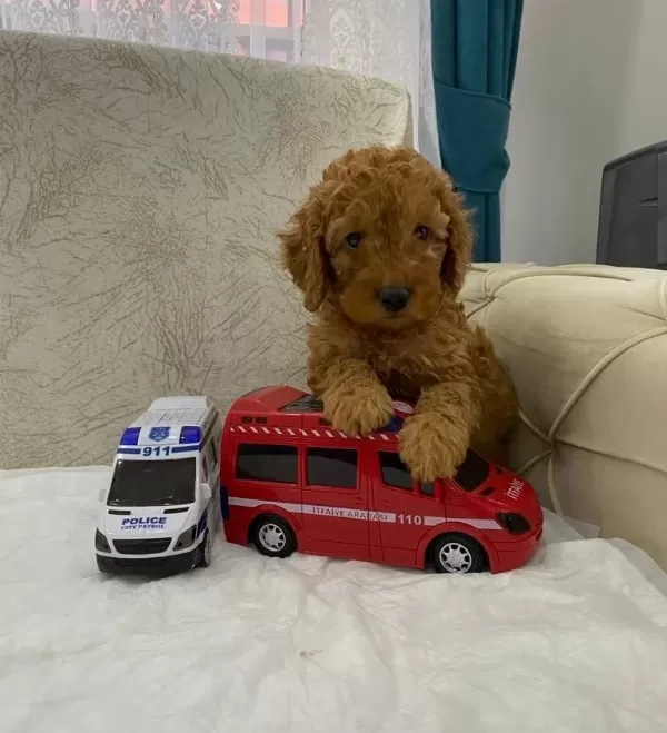 Safkan Toy Poodle Cocuklar