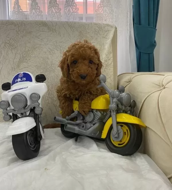 Safkan Toy Poodle Cocuklar