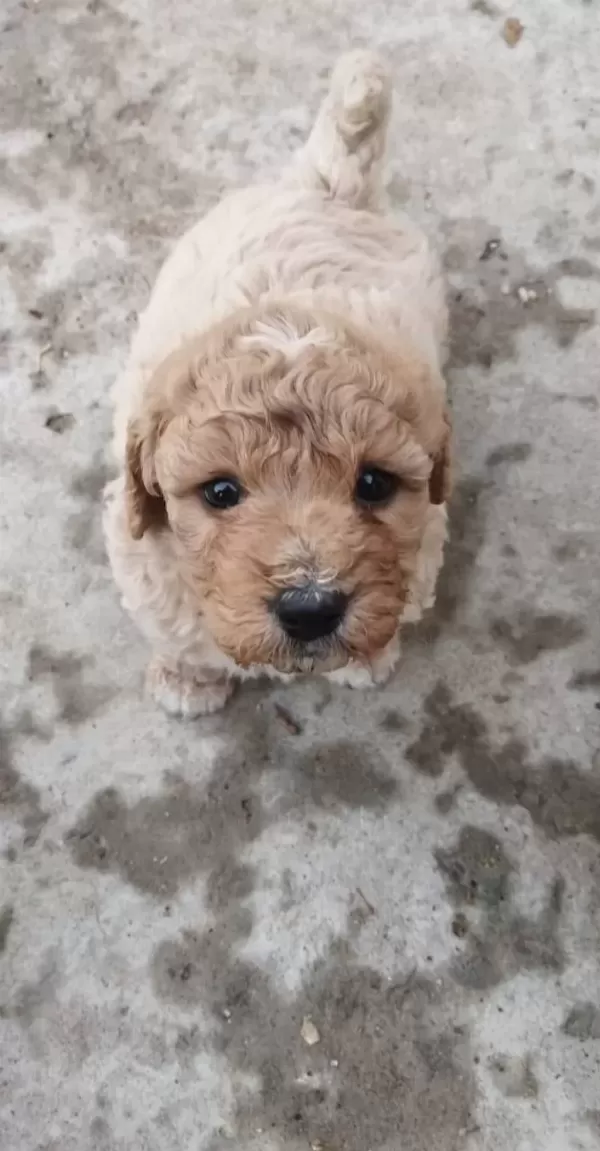 Irk Garantili Maltipoo Yavrularımiz