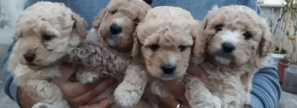 Irk Garantili Maltipoo Yavrularımiz