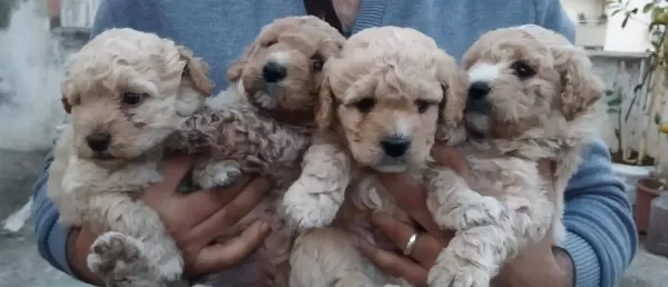 Irk Garantili Maltipoo Yavrularımiz