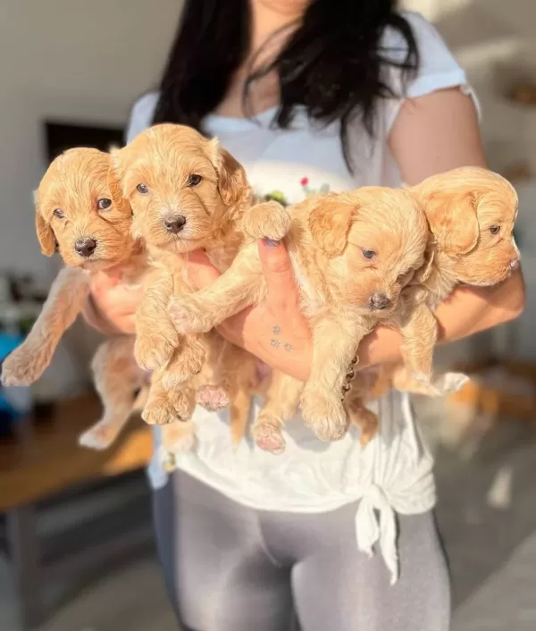 Maltipoo Yavrularım Sağlık Ve Irk Garantilidir