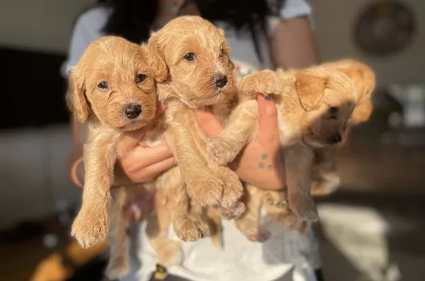 Maltipoo Yavrularım Sağlık Ve Irk Garantilidir