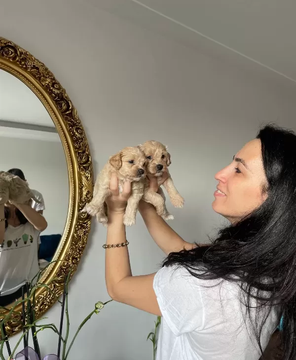 Maltipoo Yavrularım Sağlık Ve Irk Garantilidir