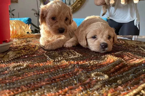 Maltipoo Yavrularım Sağlık Ve Irk Garantilidir