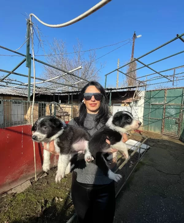 Border Colie Yavrularım Sağlık Ve Irk Garantilidir