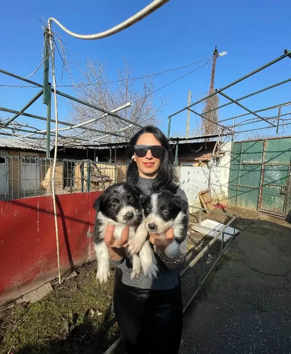 Border Colie Yavrularım Sağlık Ve Irk Garantilidir