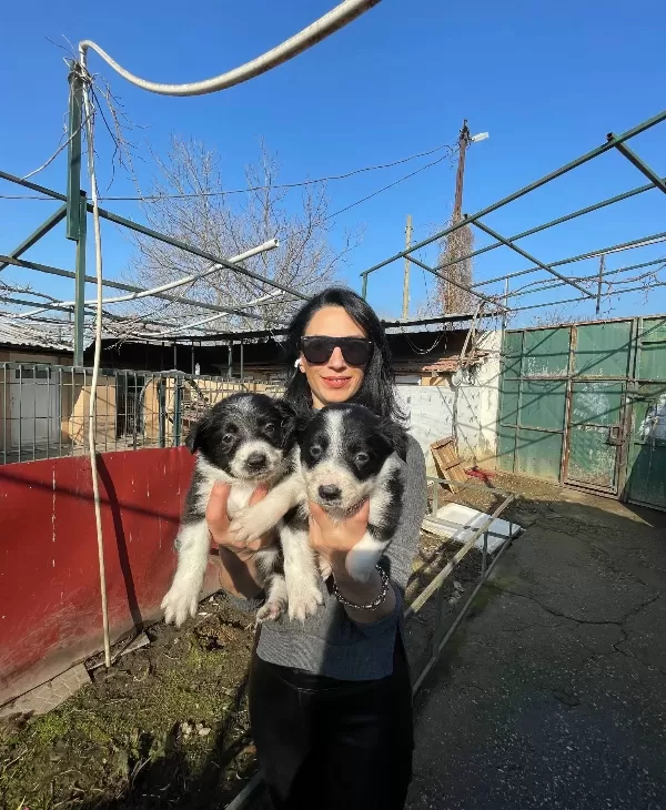 Border Colie Yavrularım Sağlık Ve Irk Garantilidir