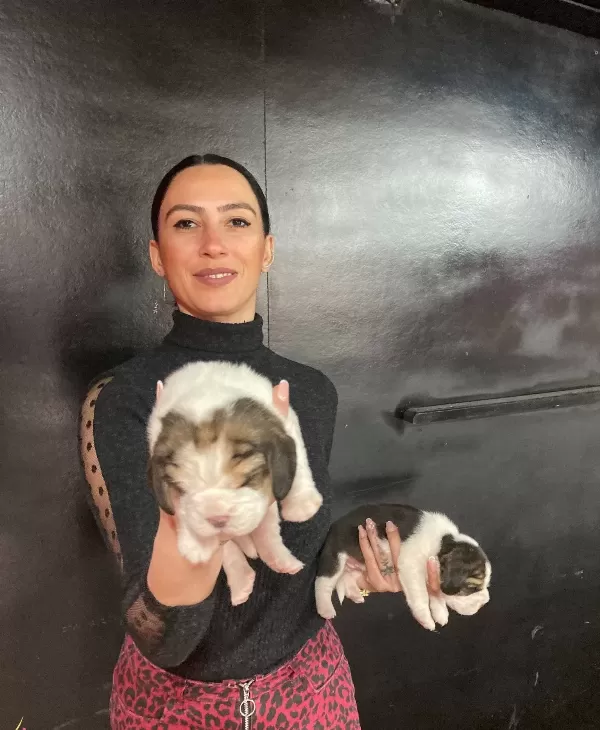 Beagle Yavrularım Sağlık Ve Irk Garantilidir