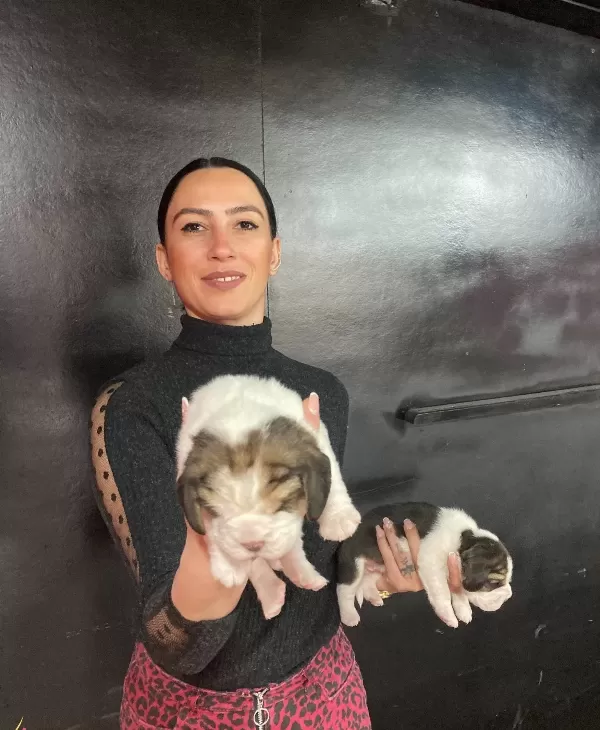 Beagle Yavrularım Sağlık Ve Irk Garantilidir
