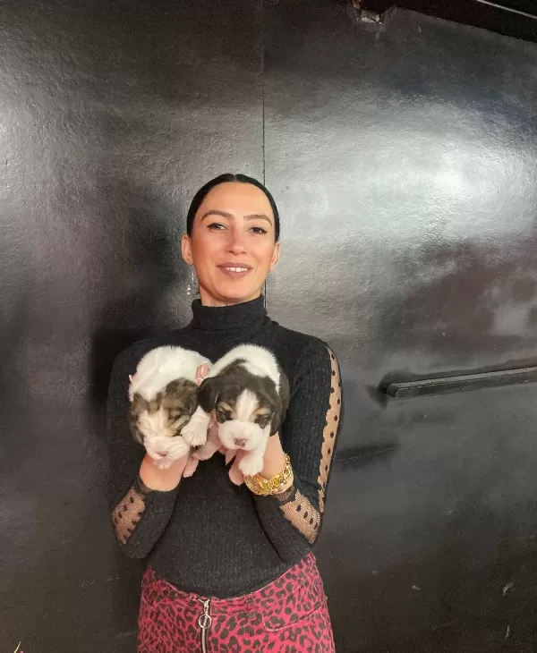 Beagle Yavrularım Sağlık Ve Irk Garantilidir