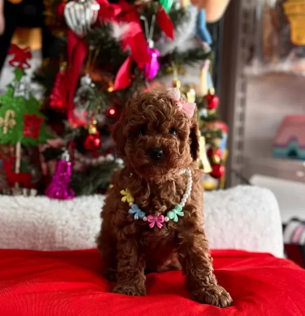 Ev Ortamında Bakılan Toy Poodle Yavrularımız
