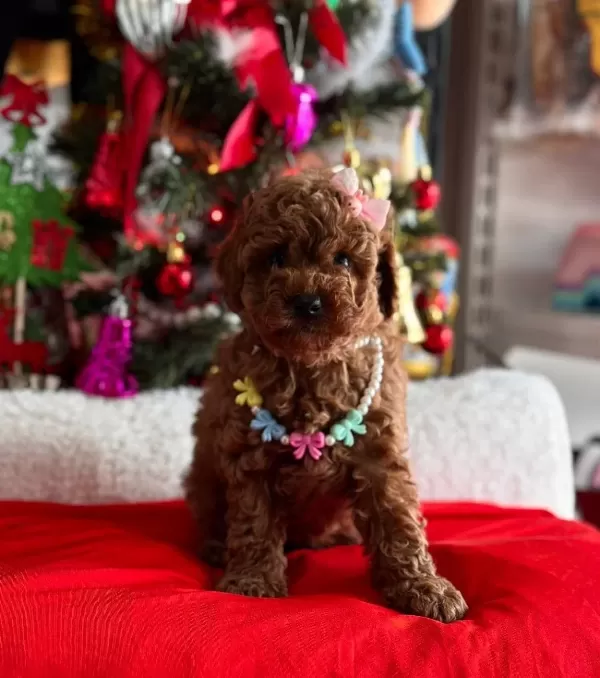 Ev Ortamında Bakılan Toy Poodle Yavrularımız