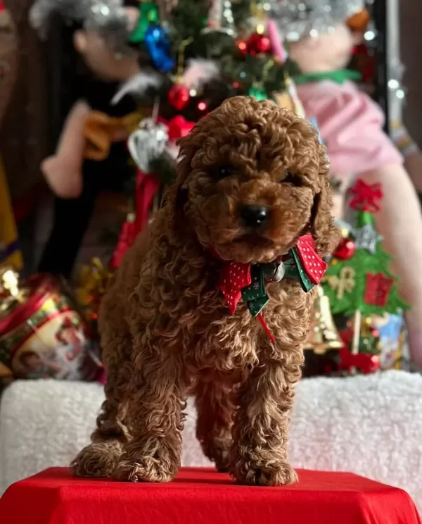 Ev Ortamında Bakılan Toy Poodle Yavrularımız
