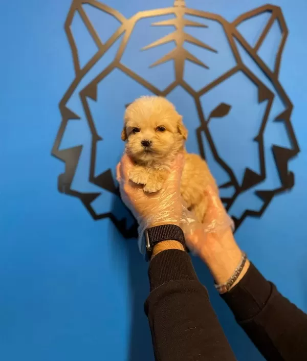Gerçek Tea Cup Maltipoo Bebeklerimiz