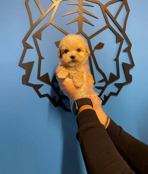 Gerçek Tea Cup Maltipoo Bebeklerimiz