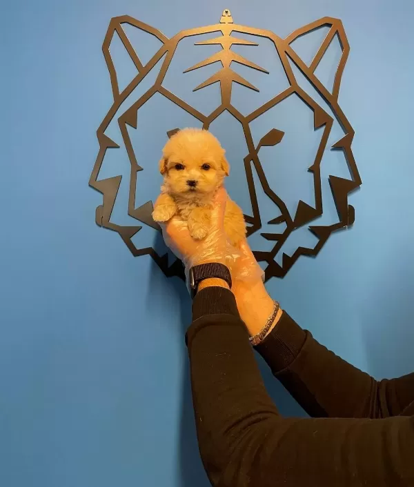 Gerçek Tea Cup Maltipoo Bebeklerimiz