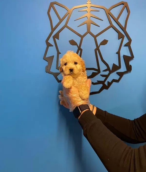 Cok Ozel Maltipoo Bebeklerimiz