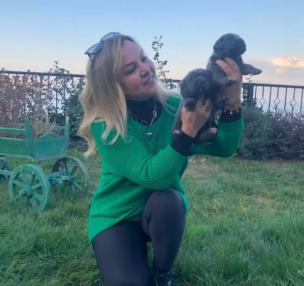 Muhteşem Blue Ve Siyah Cane Corso Yavrularımız