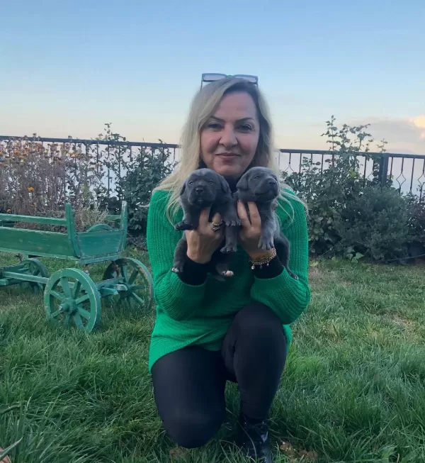 Muhteşem Blue Ve Siyah Cane Corso Yavrularımız