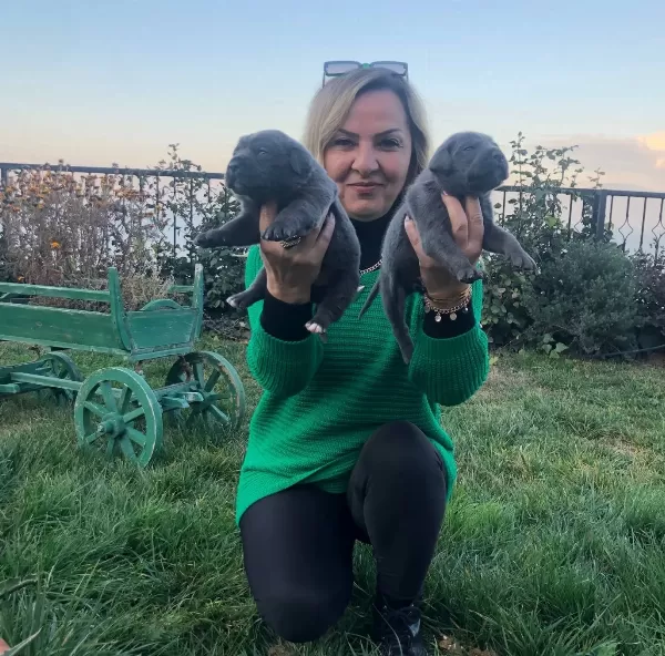 Muhteşem Blue Ve Siyah Cane Corso Yavrularımız