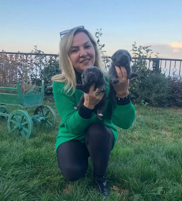 Muhteşem Blue Ve Siyah Cane Corso Yavrularımız