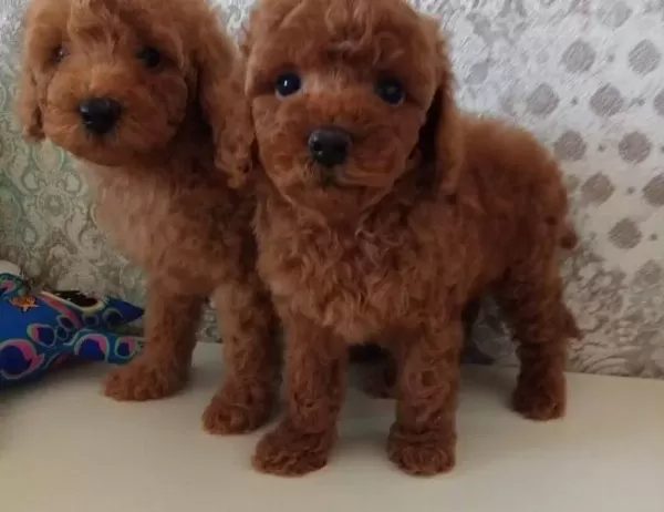 Akkus Uretim Ciftliginden Toy Poodle Yavruları