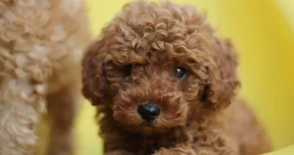 Akkus Uretim Ciftliginden Toy Poodle Yavruları