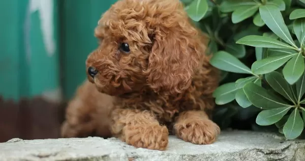 Akkus Uretim Ciftliginden Toy Poodle Yavruları