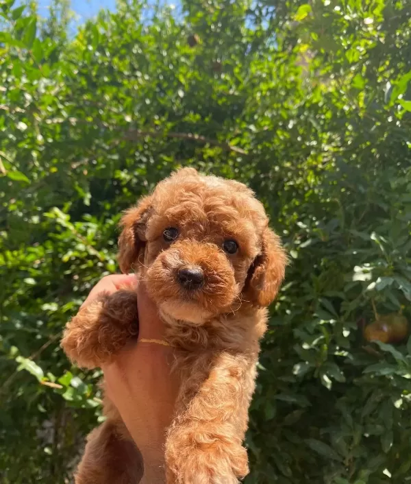 Akkus Uretim Ciftliginden Toy Poodle Yavruları