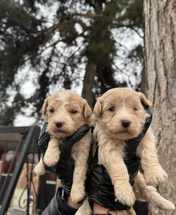 Mukemmel Kalite Maltipoo Bebekler