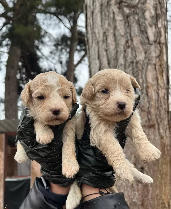 Mukemmel Kalite Maltipoo Bebekler