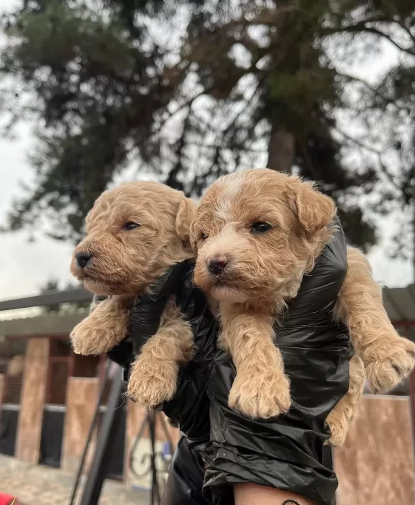 Mukemmel Kalite Maltipoo Bebekler