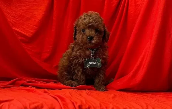 Safkan Toy Poodle Yavrumuz