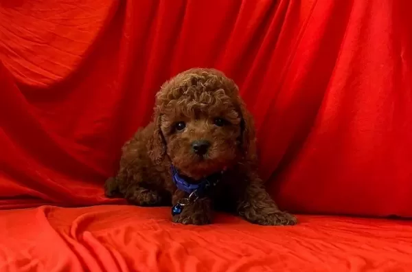 Safkan Toy Poodle Yavrumuz