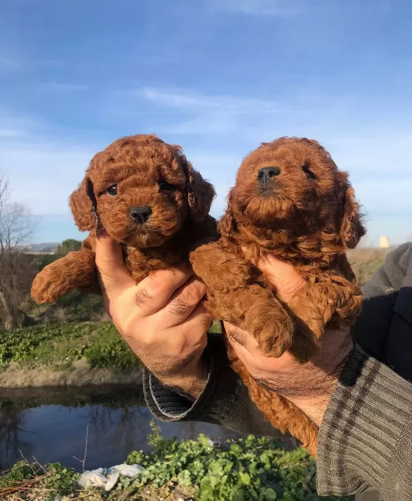 Mukemmel Irk Garantili Toy Poodle Yavrularımız