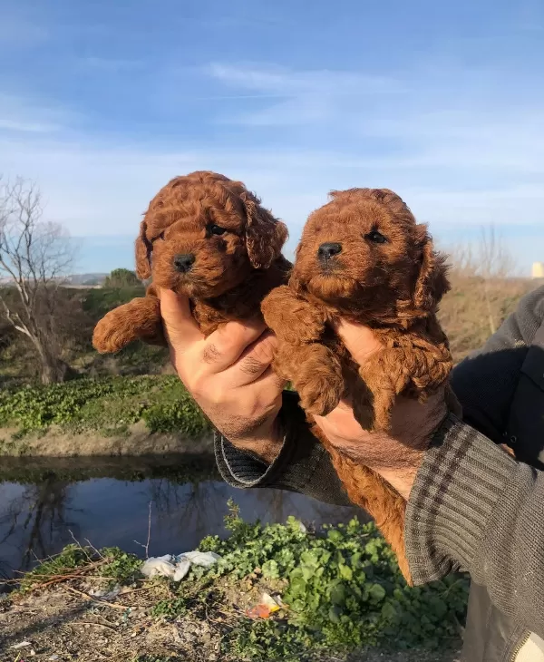 Mukemmel Irk Garantili Toy Poodle Yavrularımız