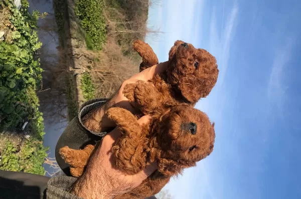 Mukemmel Irk Garantili Toy Poodle Yavrularımız