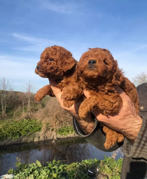 Mukemmel Irk Garantili Toy Poodle Yavrularımız