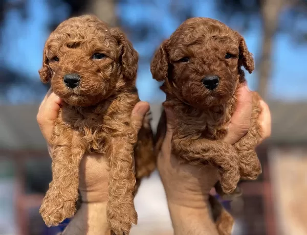 Tea Cup Red Brown Poodle Yavrularımız