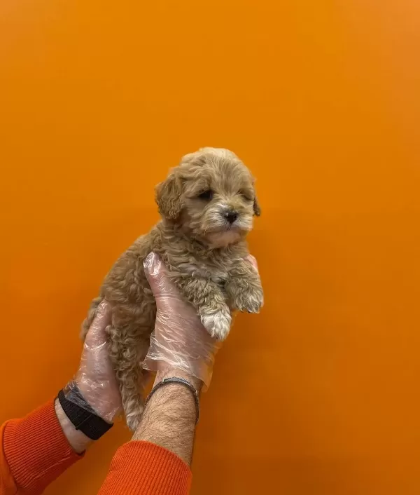 Show Kalite Maltipoo Bebeklerimiz