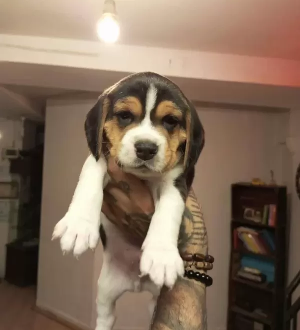 Beagle Yavrularım Sağlık Ve Irk Garantilidir