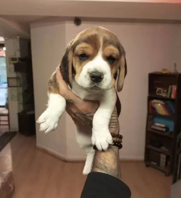 Beagle Yavrularım Sağlık Ve Irk Garantilidir